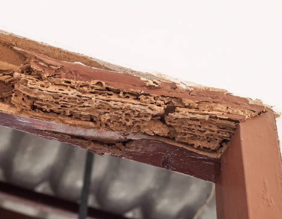 Termite damage on a doorframe.
