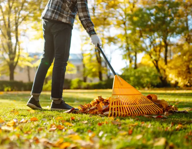 A homeowner making autumn home improvements by raking the leaves in the yard.