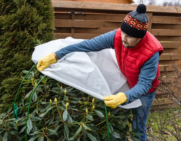 A homeowner covering trees and shrubs with a burlap blanket.